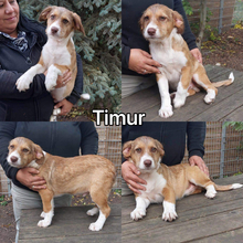 TIMUR, Hund, Mischlingshund in Schkeuditz