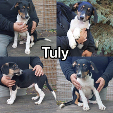 TULY, Hund, Mischlingshund in Schkeuditz