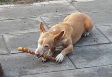 TARUGO, Hund, Podenco Maneto in Essel - Bild 3