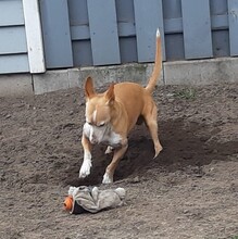 TARUGO, Hund, Podenco Maneto in Essel - Bild 4