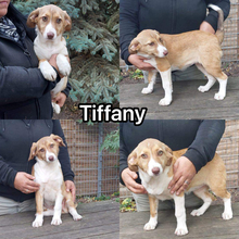 TIFFANY, Hund, Mischlingshund in Schkeuditz