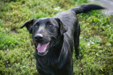 INGMAR, Hund, Mischlingshund in Kroatien - Bild 1