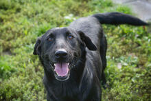 INGMAR, Hund, Mischlingshund in Kroatien - Bild 2