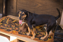 JACK, Hund, Mischlingshund in Kroatien - Bild 7