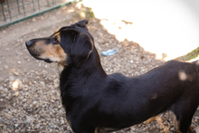 JACK, Hund, Mischlingshund in Kroatien - Bild 8