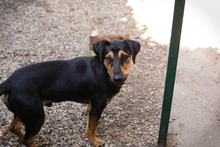 JACK, Hund, Mischlingshund in Kroatien - Bild 9