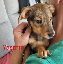 YASMIN, Hund, Pinscher-Mix in Bulgarien
