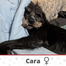 CARA, Hund, Mischlingshund in Herrieden - Bild 1