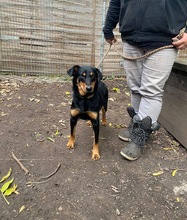 ARWEN, Hund, Mischlingshund in Schkeuditz - Bild 3