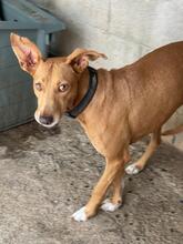 ADELL, Hund, Podenco in Spanien - Bild 4