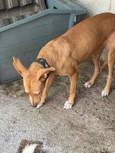 ADELL, Hund, Podenco in Spanien - Bild 5