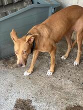 ADELL, Hund, Podenco in Spanien - Bild 6