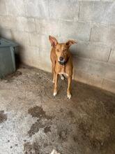 ADELL, Hund, Podenco in Spanien - Bild 9