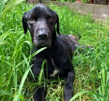 BLACK, Hund, Mischlingshund in Griechenland - Bild 2