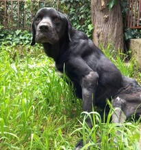 BLACK, Hund, Mischlingshund in Griechenland - Bild 3