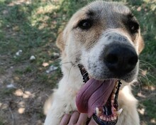 FILIKO, Hund, Mischlingshund in Griechenland - Bild 1