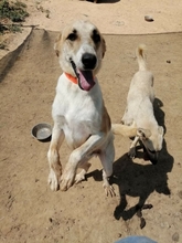 FILIKO, Hund, Mischlingshund in Griechenland - Bild 3