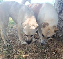 FILIKO, Hund, Mischlingshund in Griechenland - Bild 8