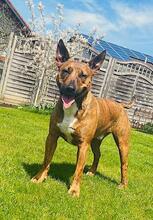 SAMMY, Hund, Malinois-Staffordshire Terrier-Mix in München - Bild 6