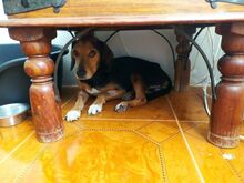 MORCILLA, Hund, Mischlingshund in Spanien - Bild 3