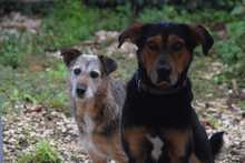 BUDDY, Hund, Mischlingshund in Italien - Bild 2