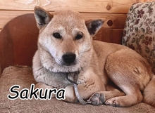 SAKURA, Hund, Shiba Inu in Slowakische Republik
