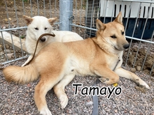 TAMAYO, Hund, Shiba Inu in Slowakische Republik