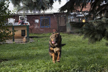 HEXE, Hund, Mischlingshund in Kroatien - Bild 5