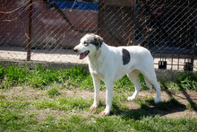 FLY, Hund, Mischlingshund in Kroatien - Bild 2