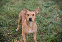 INKA, Hund, Mischlingshund in Kroatien - Bild 2