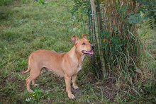 INKA, Hund, Mischlingshund in Kroatien - Bild 3