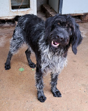 SILVER, Hund, Mischlingshund in Kroatien - Bild 1