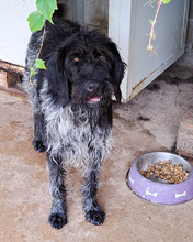 SILVER, Hund, Mischlingshund in Kroatien - Bild 2