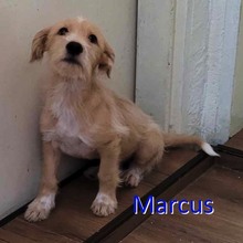 MARCUS, Hund, Mischlingshund in Bulgarien