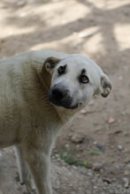 AZAHARA, Hund, Herdenschutzhund-Mix in Spanien - Bild 1