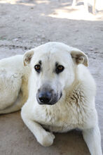 AZAHARA, Hund, Herdenschutzhund-Mix in Spanien - Bild 2