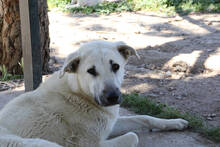 AZAHARA, Hund, Herdenschutzhund-Mix in Spanien - Bild 3