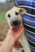 AZAHARA, Hund, Herdenschutzhund-Mix in Spanien - Bild 4