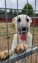 AZAHARA, Hund, Herdenschutzhund-Mix in Spanien - Bild 5