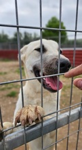 AZAHARA, Hund, Herdenschutzhund-Mix in Spanien - Bild 6