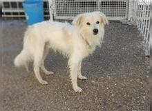 JOLLY, Hund, Spitz-Mix in Italien - Bild 2