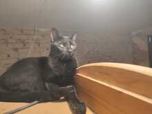 FELIX, Katze, Europäisch Kurzhaar in Spanien - Bild 4