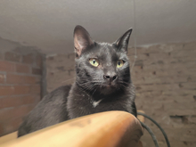 FELIX, Katze, Europäisch Kurzhaar in Spanien - Bild 5