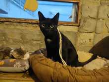 FELIX, Katze, Europäisch Kurzhaar in Spanien - Bild 6