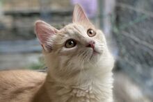 BENJAMIN, Katze, Europäisch Kurzhaar in Italien