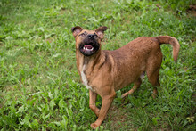 DRAGO, Hund, Staffordshire Bull Terrier-Mix in Kroatien - Bild 2