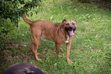 DRAGO, Hund, Staffordshire Bull Terrier-Mix in Kroatien - Bild 4