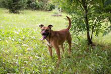 DRAGO, Hund, Staffordshire Bull Terrier-Mix in Kroatien - Bild 5