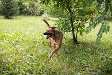 DRAGO, Hund, Staffordshire Bull Terrier-Mix in Kroatien - Bild 6