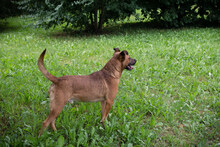 DRAGO, Hund, Staffordshire Bull Terrier-Mix in Kroatien - Bild 7